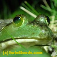/home//u458753944/public_html/sourcegallery////////Frogs/More bullfrogs/P7010208.JPG